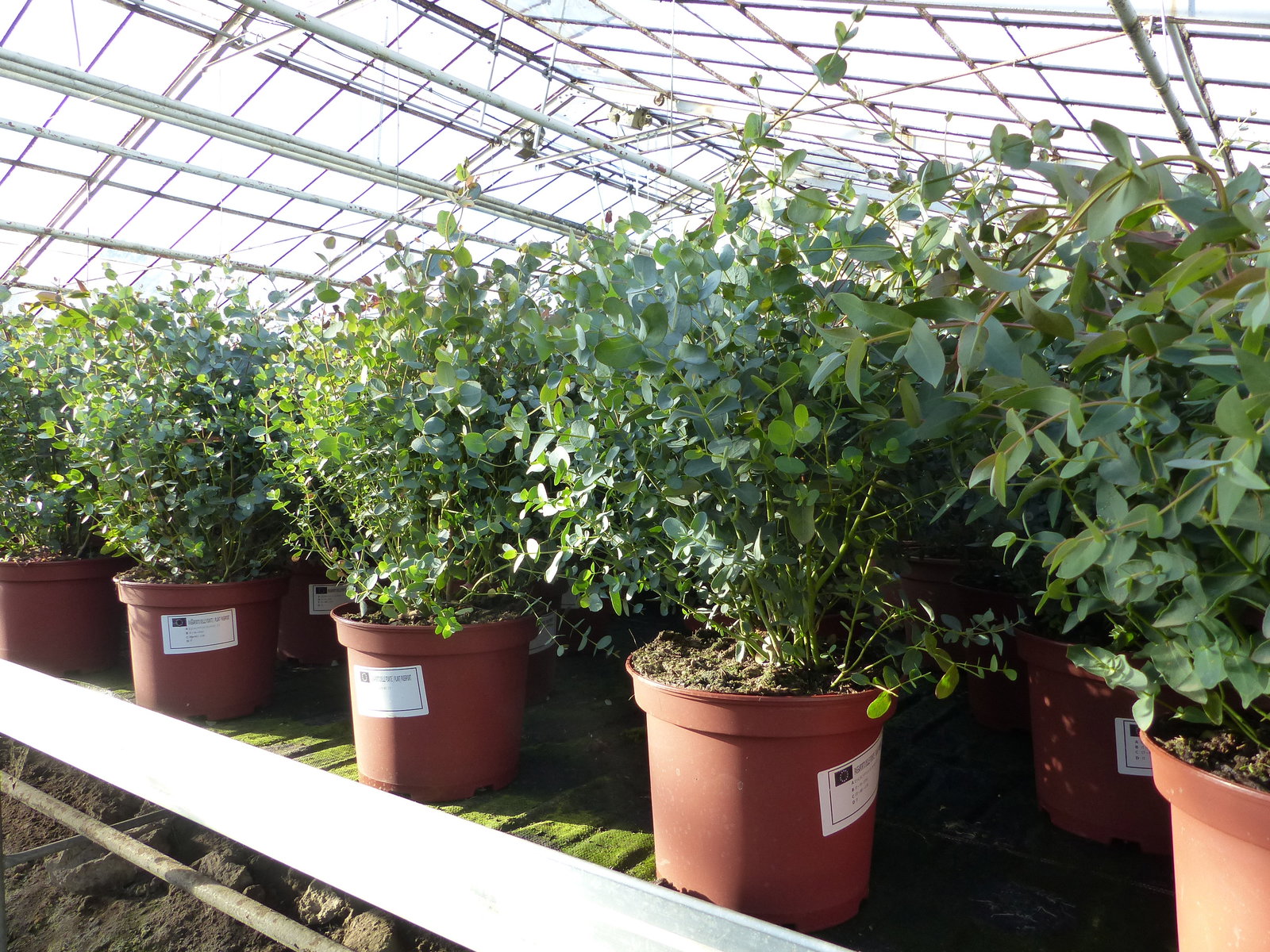 2x XXL Eucalyptus Busch Eukalyptusbaum 40 - 60 cm, Pflanze winterhart