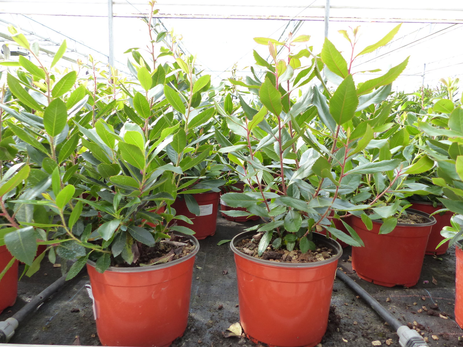 Erdbeerbaum | 50 cm | Arbutus unedo | veredelt | Premiumqualität | winterhart | fruchtreif