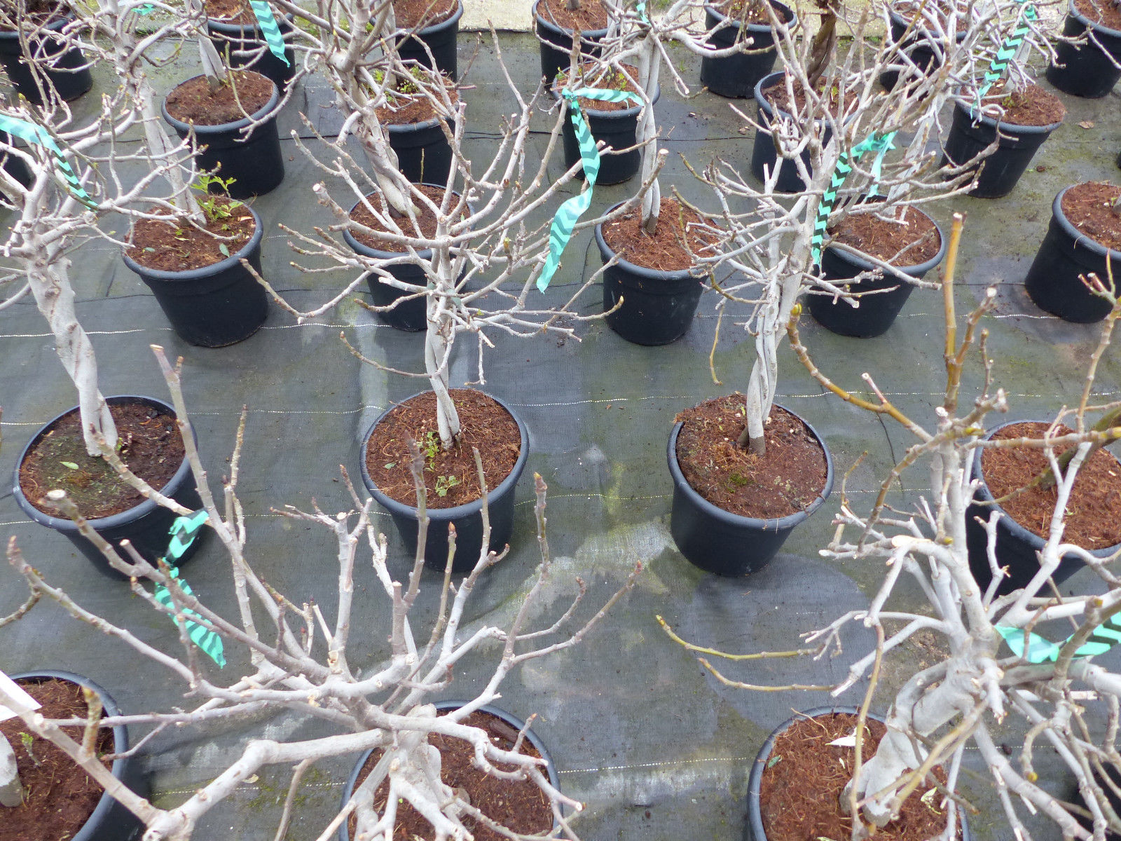 Feigenbaum - hell UND dunkel - in 1 Topf, Obstbaum, winterhart, Ficus Carica, Feige