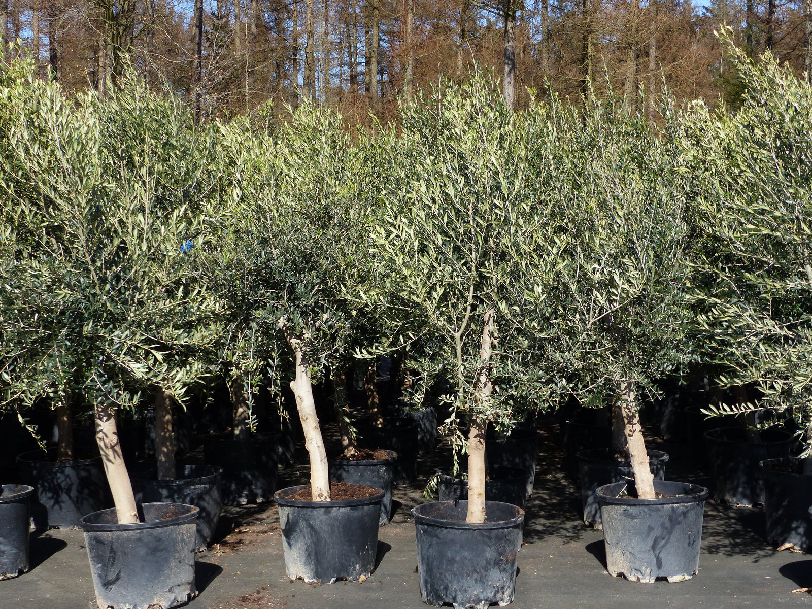 8x Olivenbaum Olive "20 Jahre" 180 - 220 cm, beste Qualität, Stammumfang 20 - 30 cm, winterhart, Olea Europaea