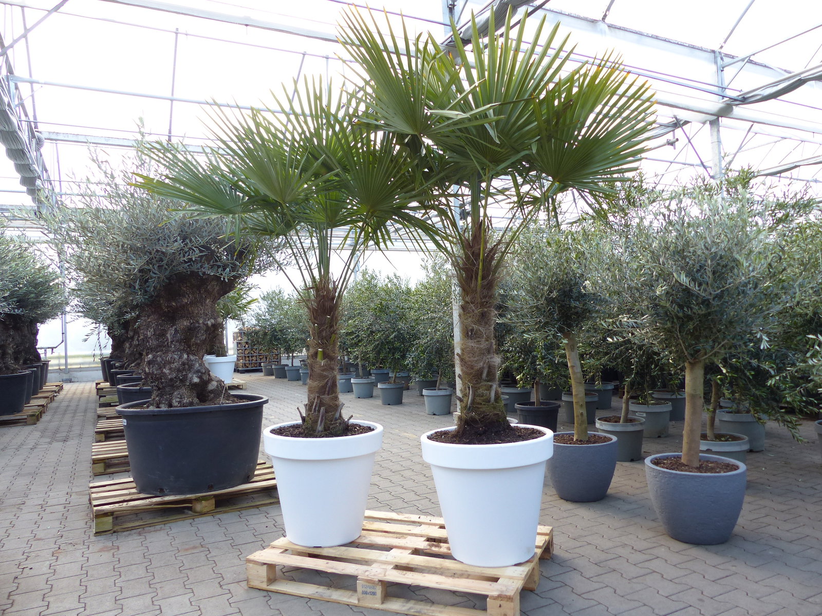 XXL Palme 230 cm | Stamm 80 cm | Trachycarpus fortunei winterhart inkl. Pflanzkübel weiß, Hanfpalme, Top-Qualität