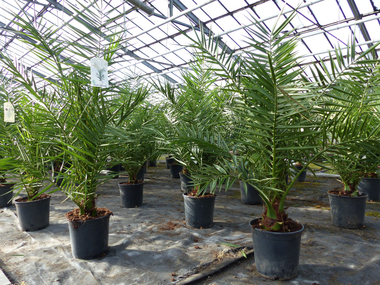 Palme 90-120 cm, Phoenix canariensis, kanarische Dattelpalme, kräftige Palmen, keine Jungpflanzen