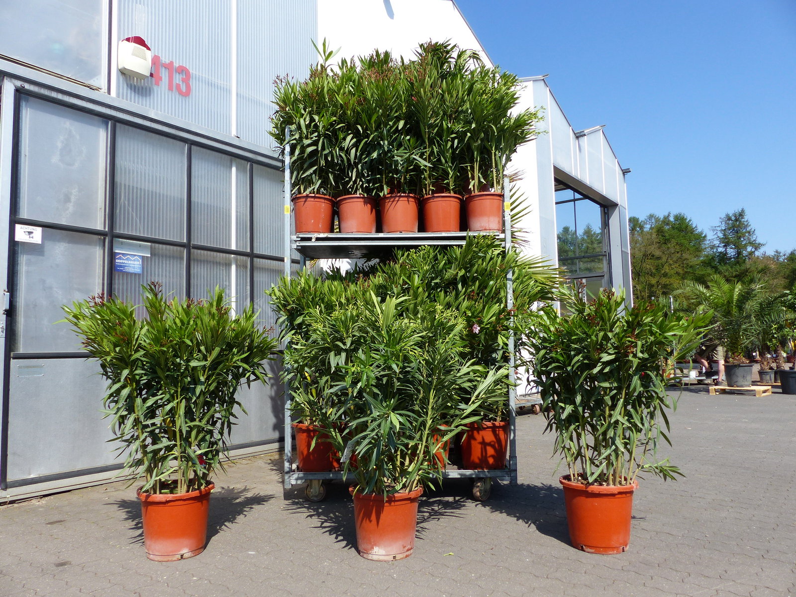 Oleander Premiumqualität 110 - 130 cm Busch Nerium Krone Ø90 cm Rosenlorbeer Premium rot, rosa oder weiß