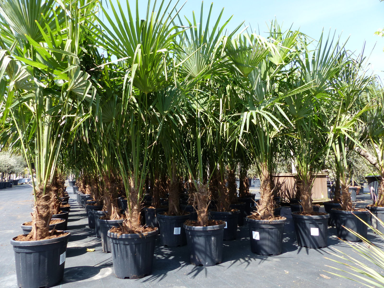 3 Stück XXL Palme winterhart 190 - 220 cm Trachycarpus fortunei, Hanfpalme, Top-Qualität