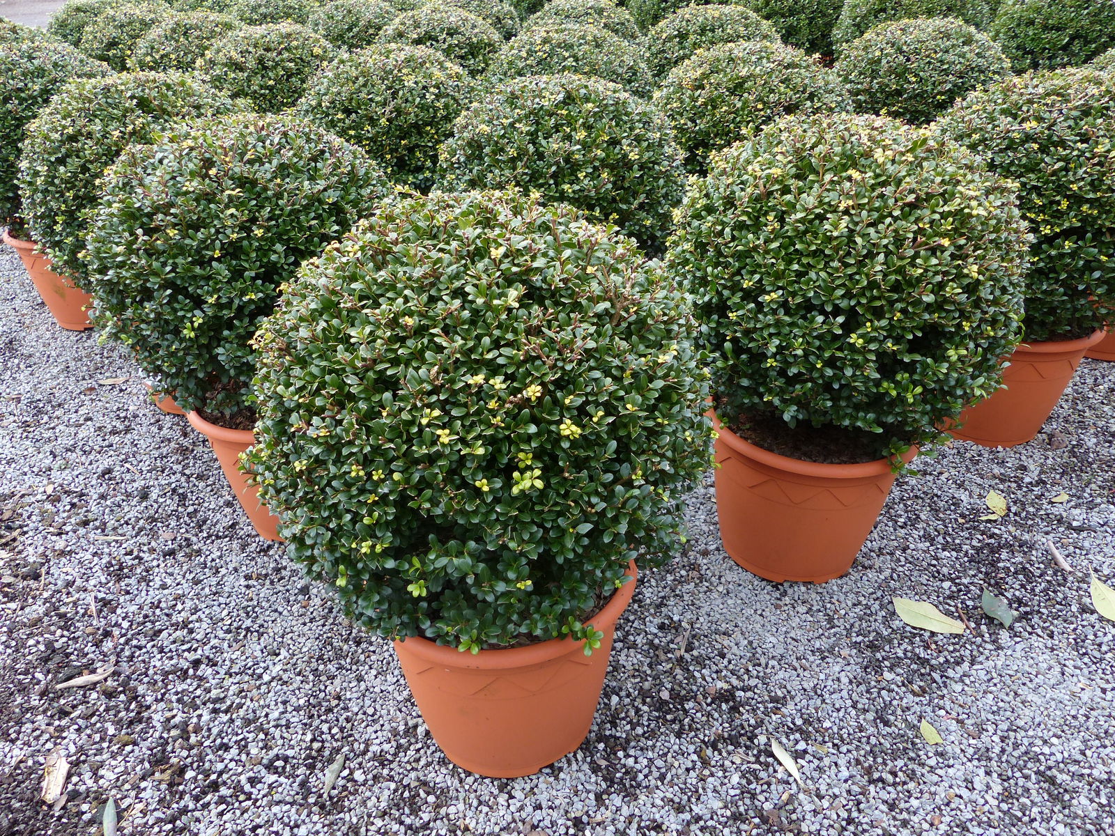 PREMIUM Ilex crenata Stokes Kugel rund Ø 35 cm Buchsbaum Ersatz winterhart + robust