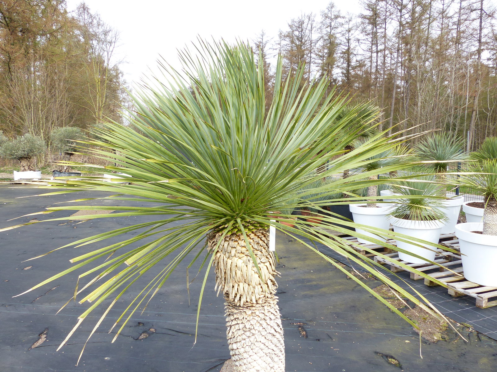 Yucca Rostrata 190 cm | Stamm 80 cm | im Pflanzkübel Ø80 cm Weiß winterhart