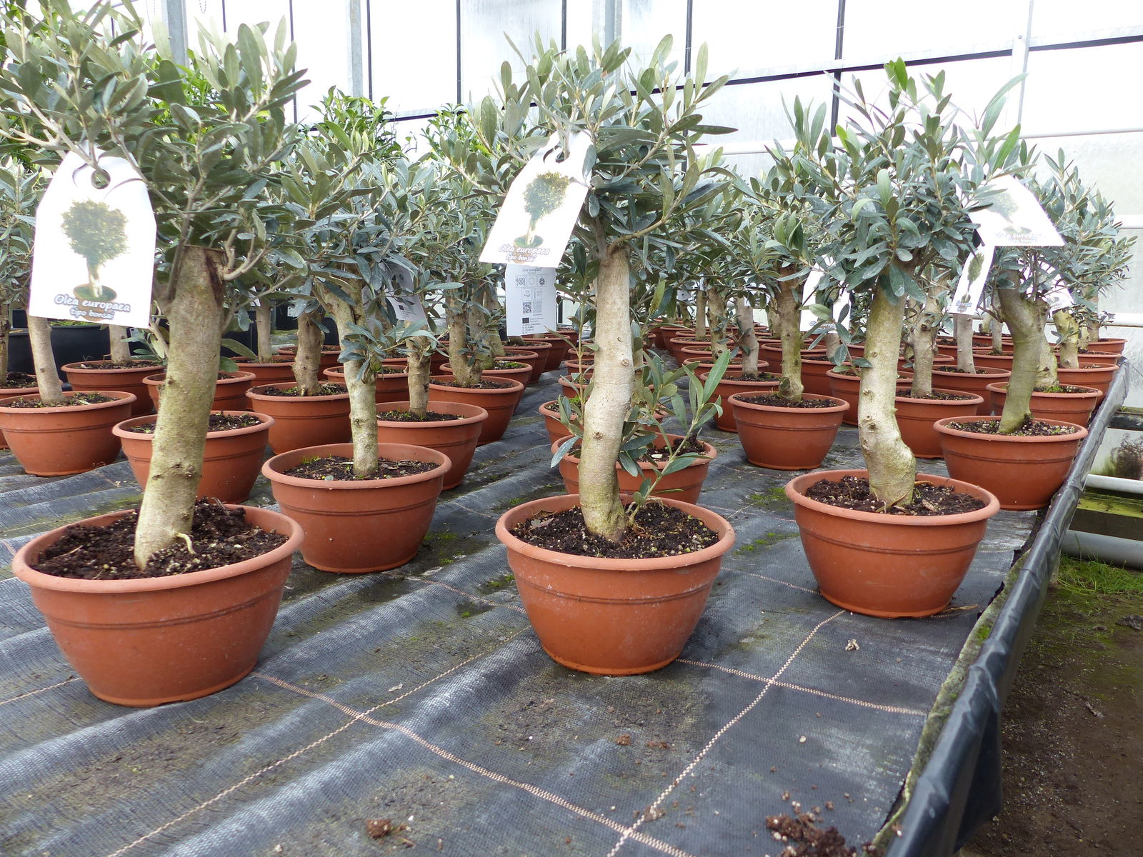 Olivenbaum Bonsai Formgehölz, Olive winterhart, Olea europaea 50 - 60 cm