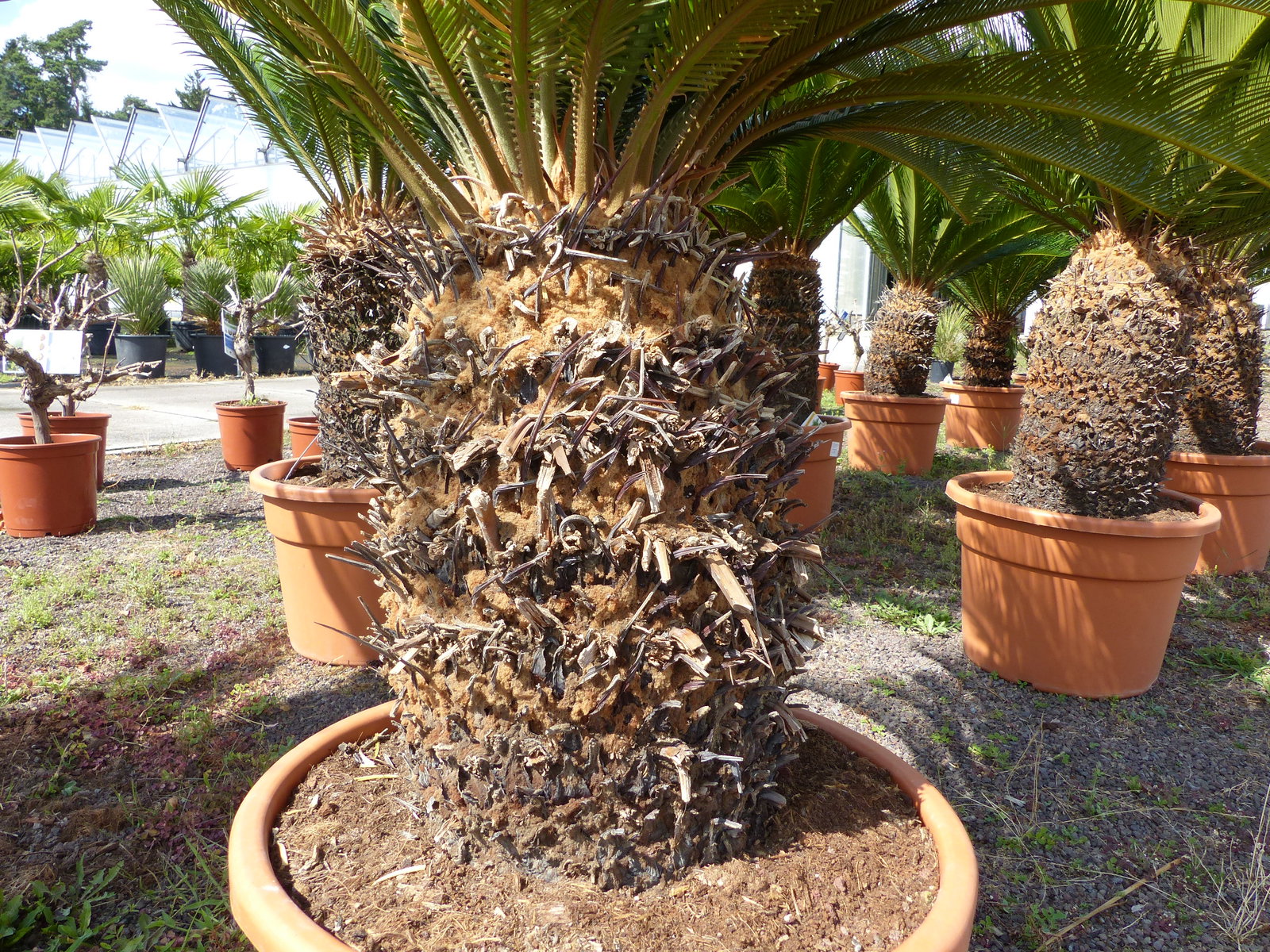 Cycas revoluta 130–150 cm – Japanische Sagopalme Palmfarn mit dickem, kräftigem Stamm bis zu 90 cm Umfang