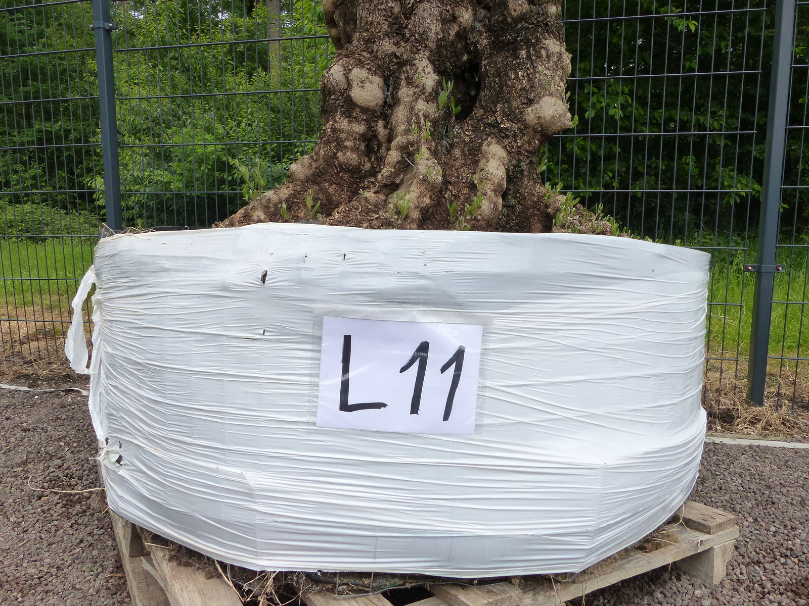 genau dieser Baum L11 Olivenbaum 225 cm, knorrige alte urige Olive winterhart