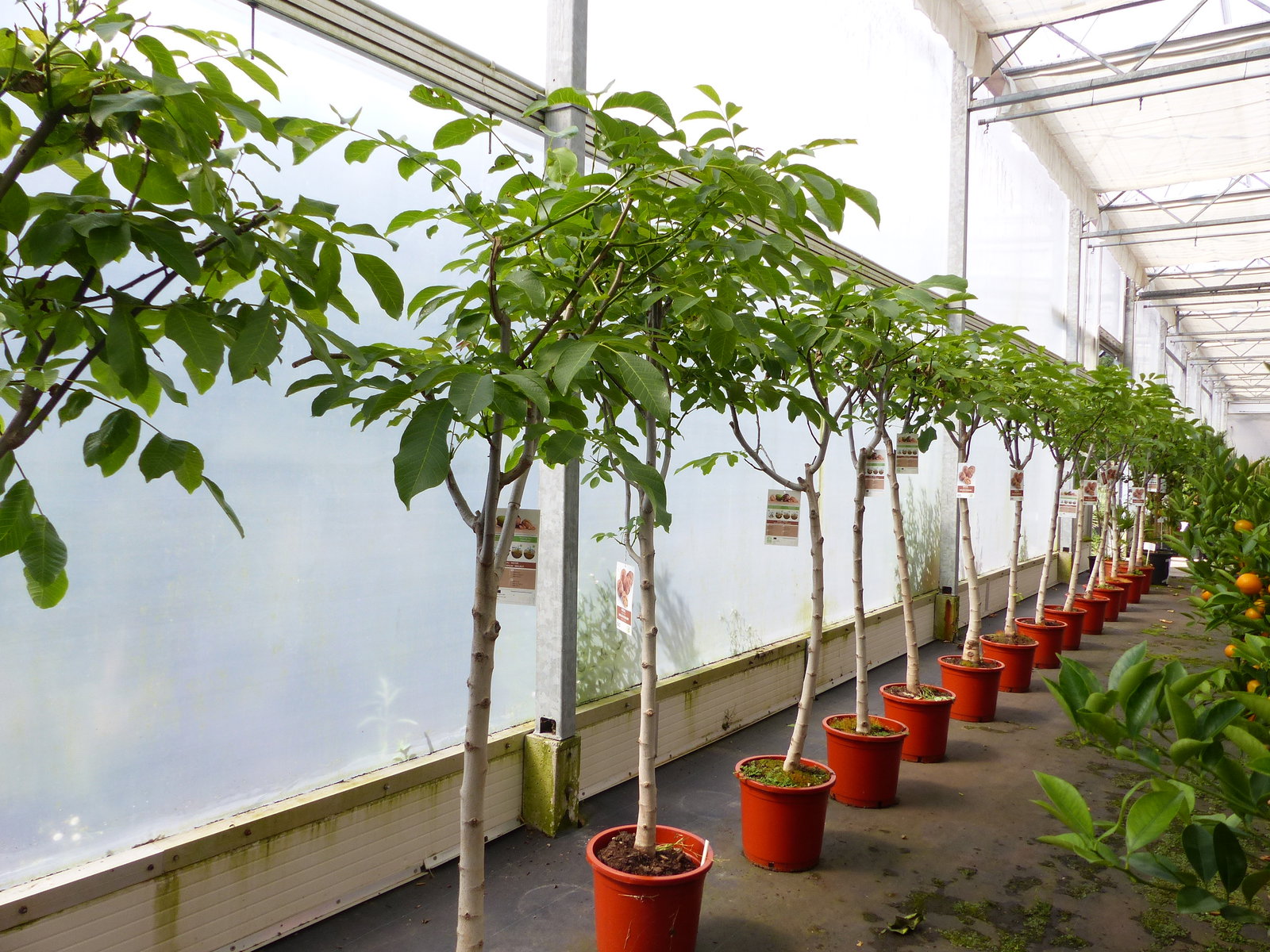 echter Walnussbaum Juglans regia 180 cm Obstbaum winterhart kräftiger Stamm Nussbaum