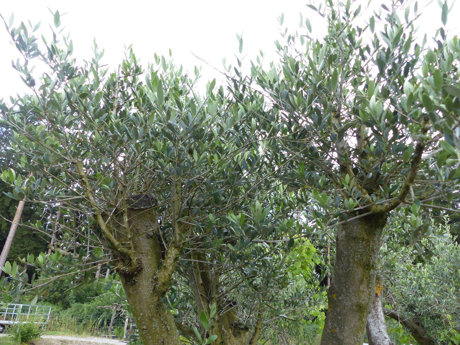exakt dieser Baum Nr. B , 225 cm, Olivenbaum 'Angebot' verzweigte Olive winterhart