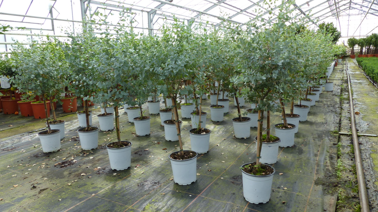 Eucalyptus Gunni Stamm Eukalyptusbaum, 70 - 90 cm, Pflanze winterhart