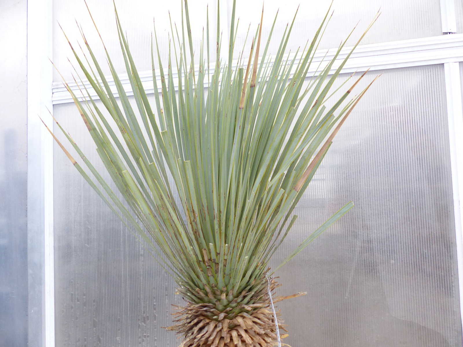 Yucca Rostrata  Mexico, Palme, 170 cm, Stamm 78 cm winterhart