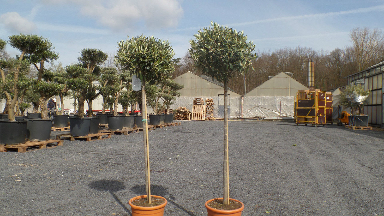 Olivenbaum Olive 160 - 180 cm Hochstamm, beste Qualität, winterhart