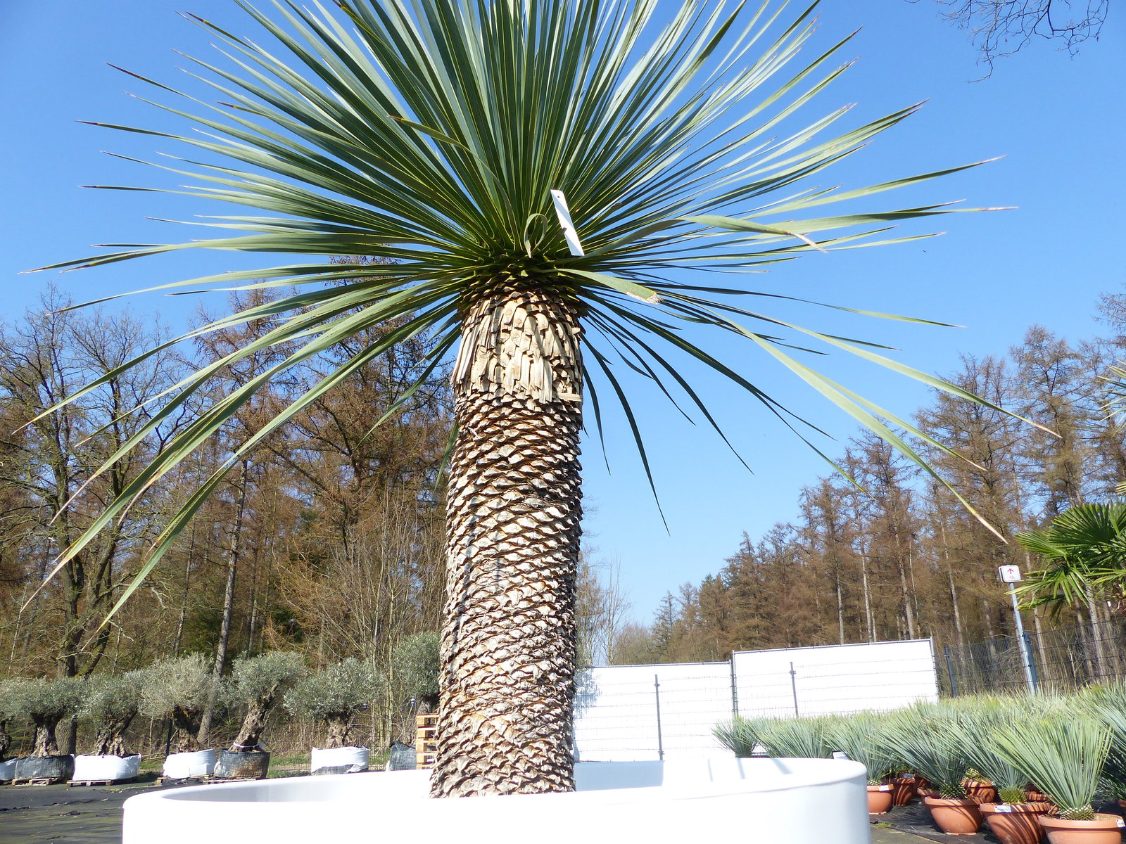 Yucca Rostrata 180 cm | Stamm 70 cm | im Pflanzkübel Ø80 cm Weiß winterhart