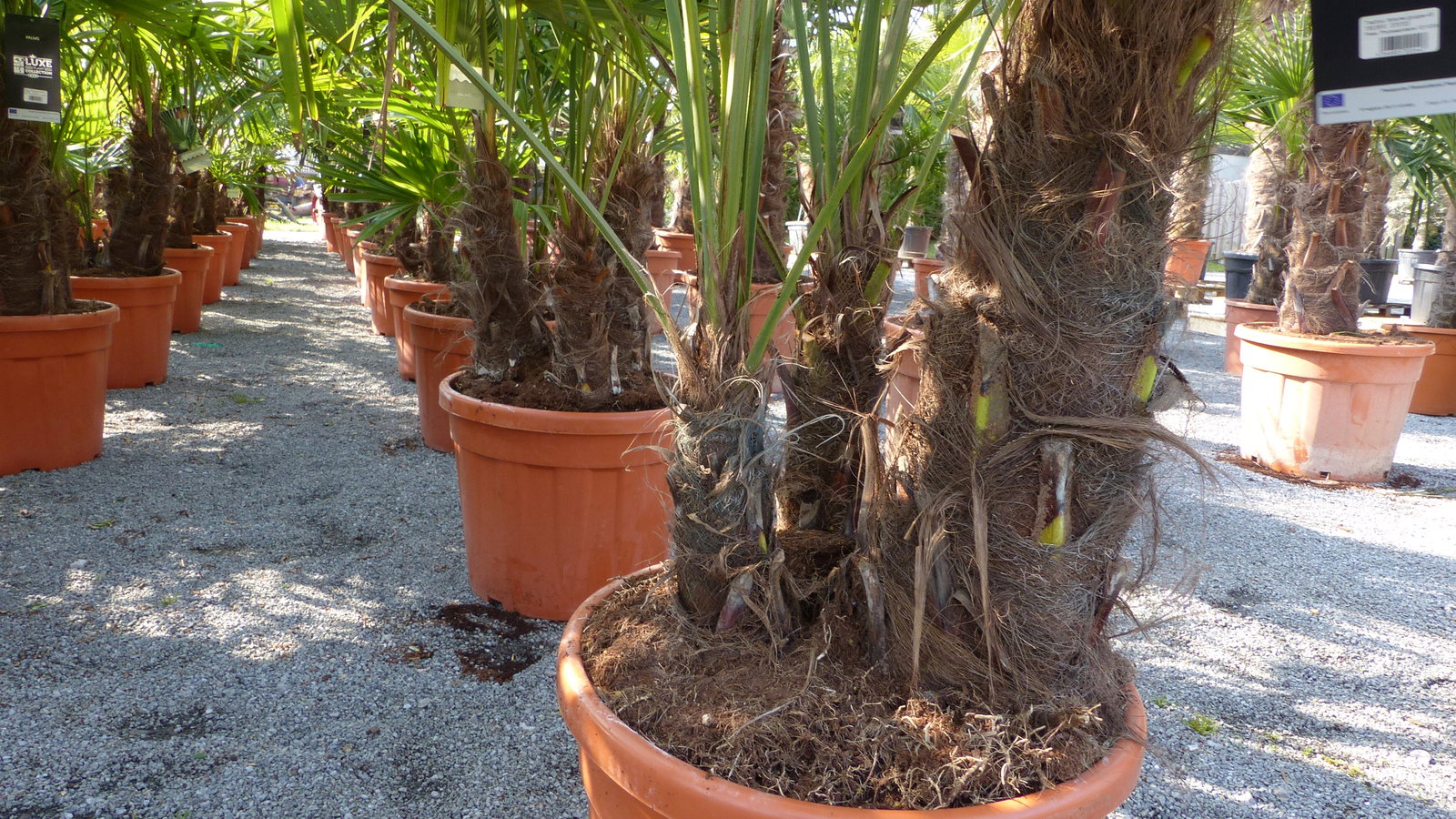 Palmengruppe Trachycarpus Fortunei Palme mehrstämmig, winterhart 220 cm