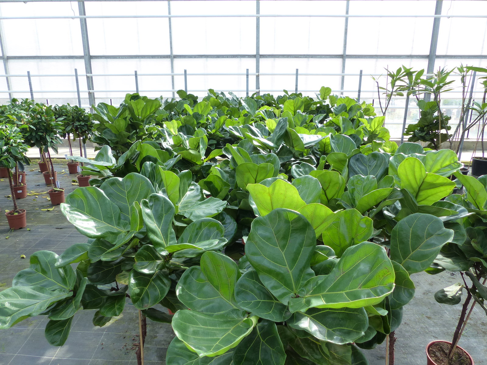 Ficus lyrata | Geigenfeige | Feigenbaum | 125 - 155 cm | Geigenblatt-Ficus | Feige | Stamm | Premiumqualität