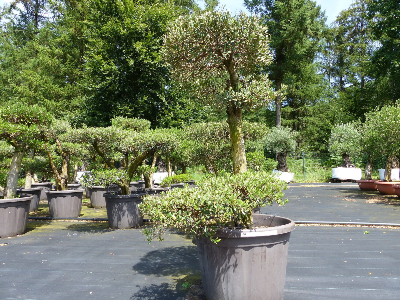 Olivenbaum Olea Europaea als Pon Pon Angebot 130 - 180 cm Bonsai Formgehölz Gartenbonsai Formschnitt winterhart