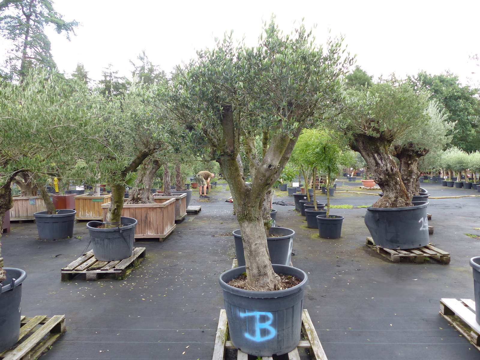 exakt dieser Baum Nr. B , 225 cm, Olivenbaum 'Angebot' verzweigte Olive winterhart