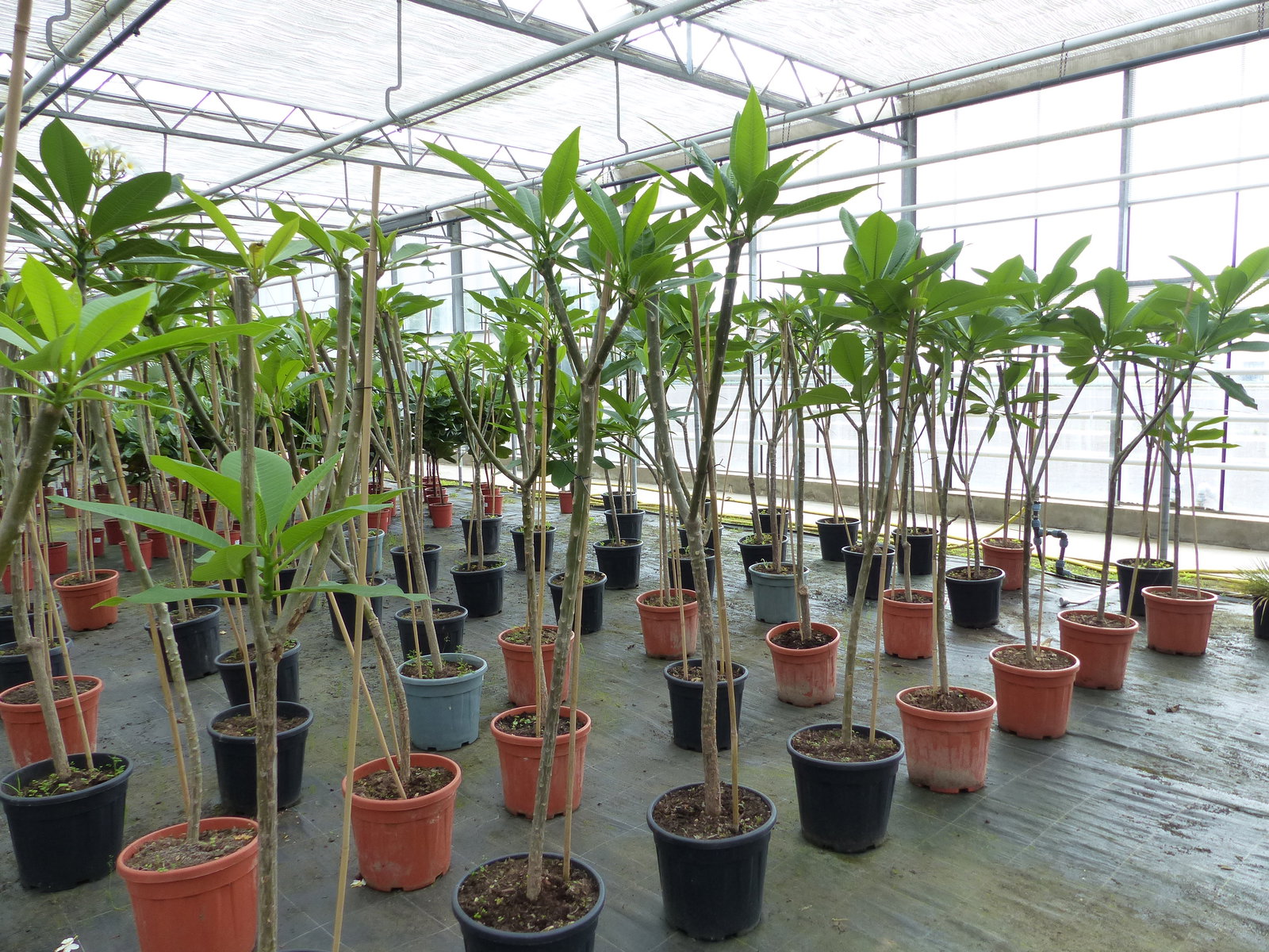 Plumeria rubra Santagata | Frangipani | Tempelbaum | Pagodenbaum | 160 - 190 cm