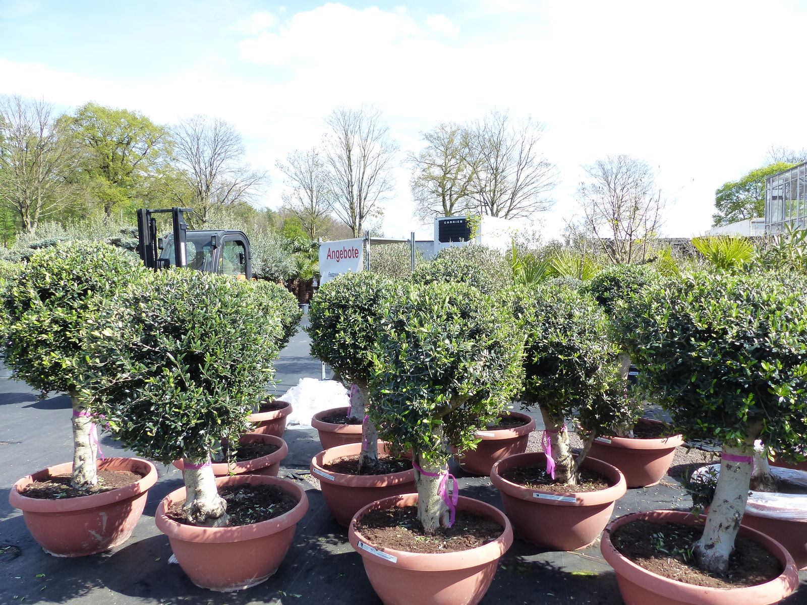 Bonsai Kugel Olivenbaum 140 - 170 cm knorrige urige Olive winterhart Olea Europaea Ölbaum