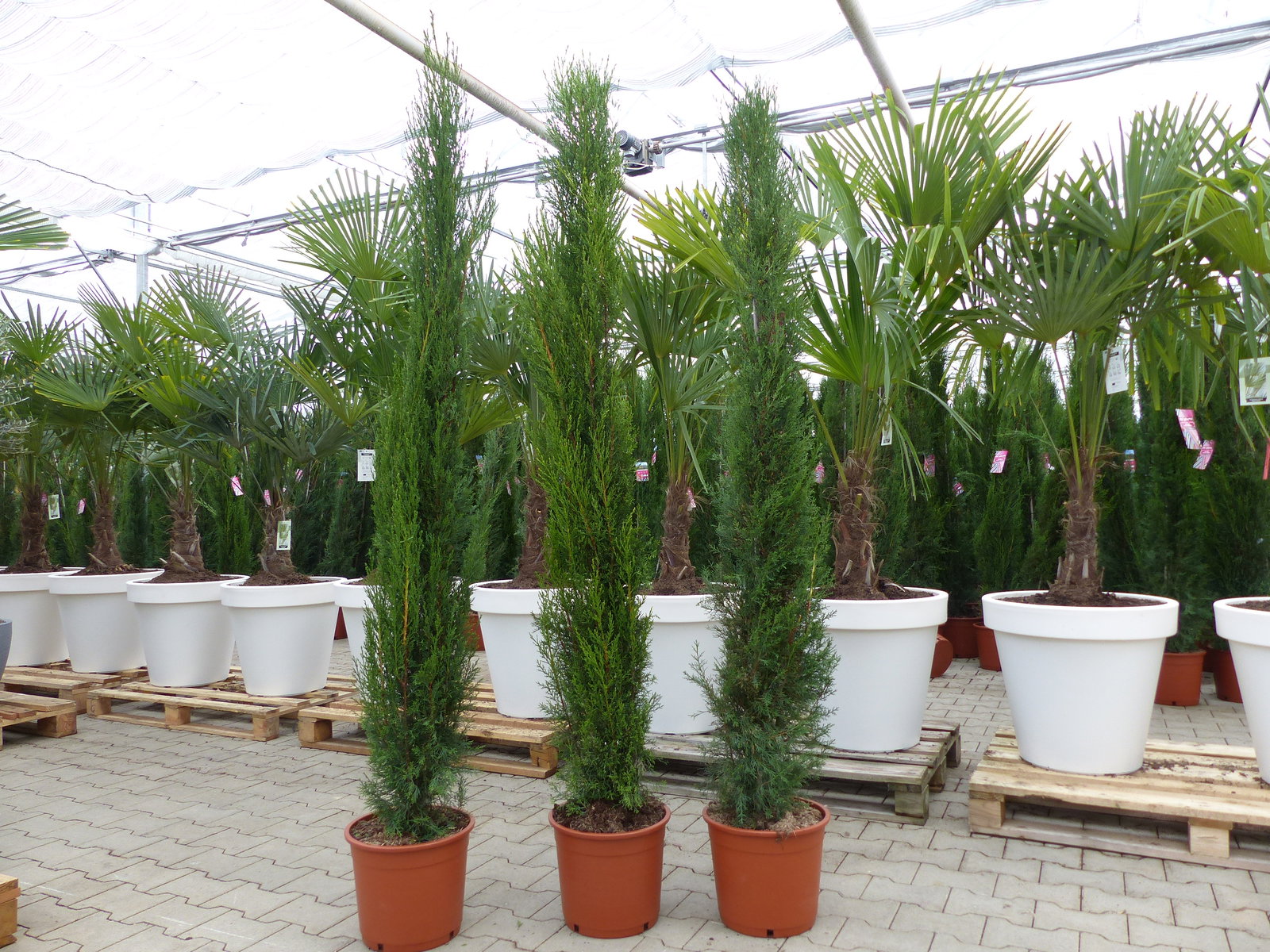 1x Mittelmeerzypresse 200 cm Säulen Toskana Zypressen Zypresse Cupressus Semper.