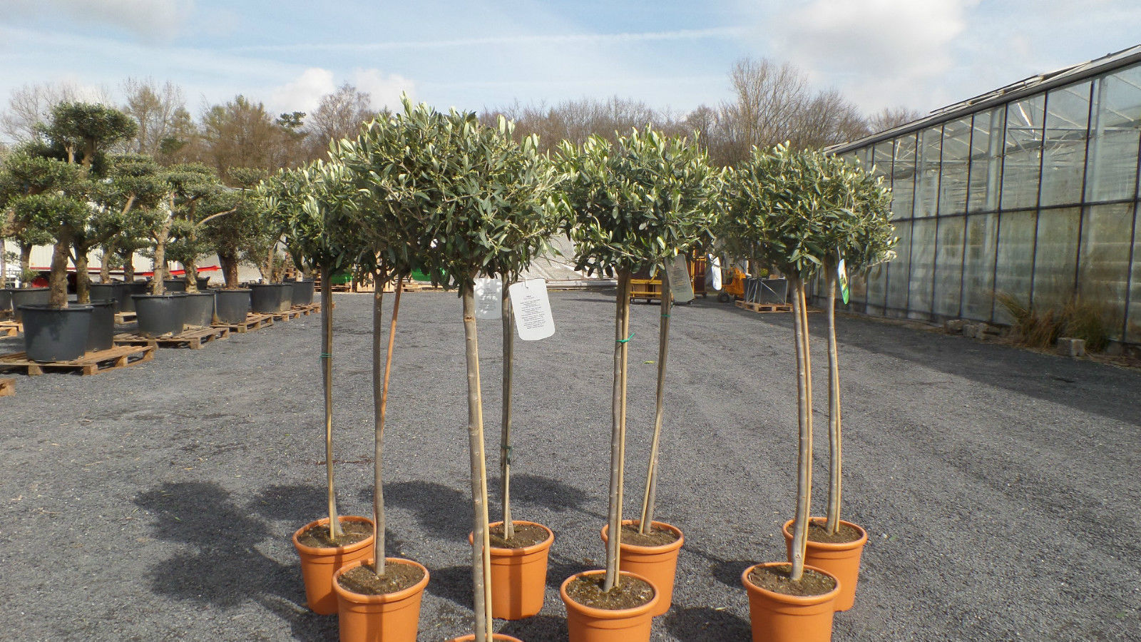Olivenbaum Olive 160 - 180 cm Hochstamm, beste Qualität, winterhart