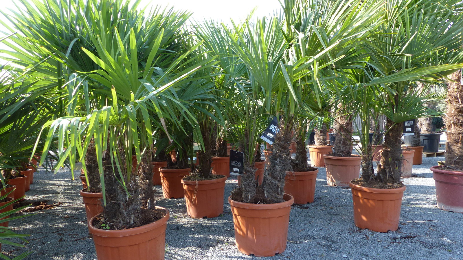 Palmengruppe Trachycarpus Fortunei Palme mehrstämmig, winterhart 220 cm