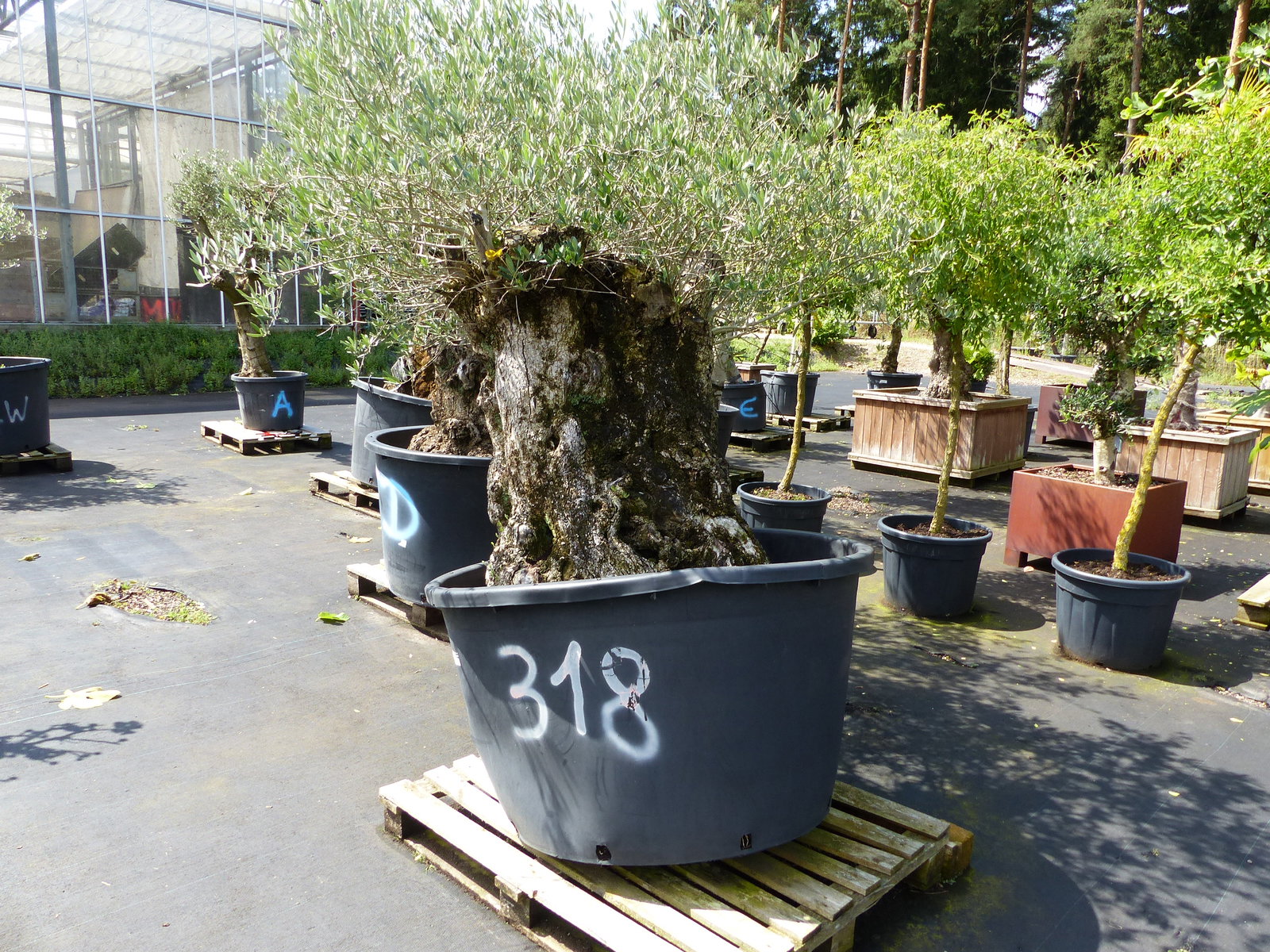 exakt dieser Baum Nr. 318, Angebot, 180 cm, Olivenbaum, Bonsai, knorrige alte urige Olive winterhart