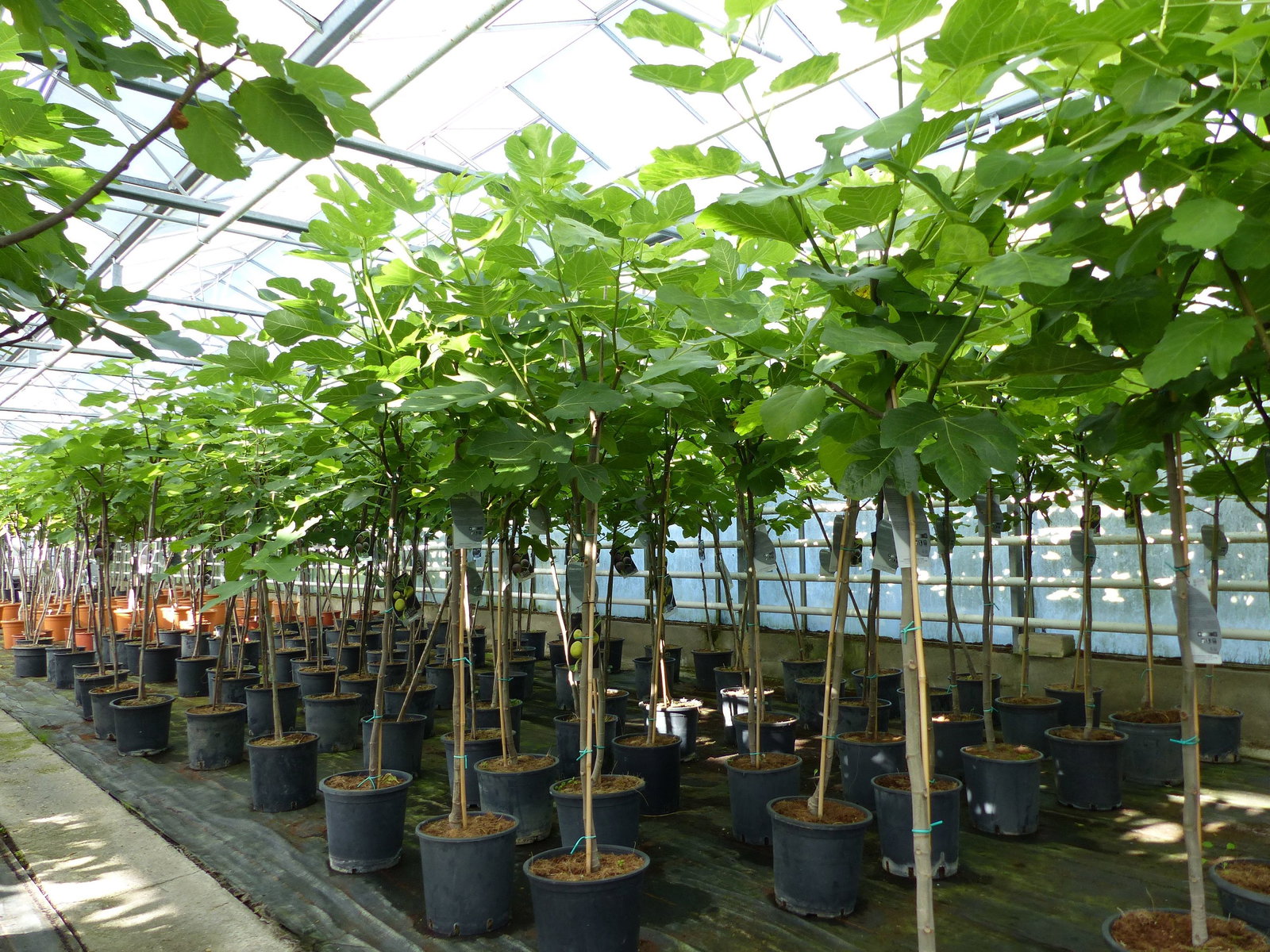 kompakter Feigenbaum 150 - 180 cm Obstbaum, winterhart, Ficus Carica, Feige