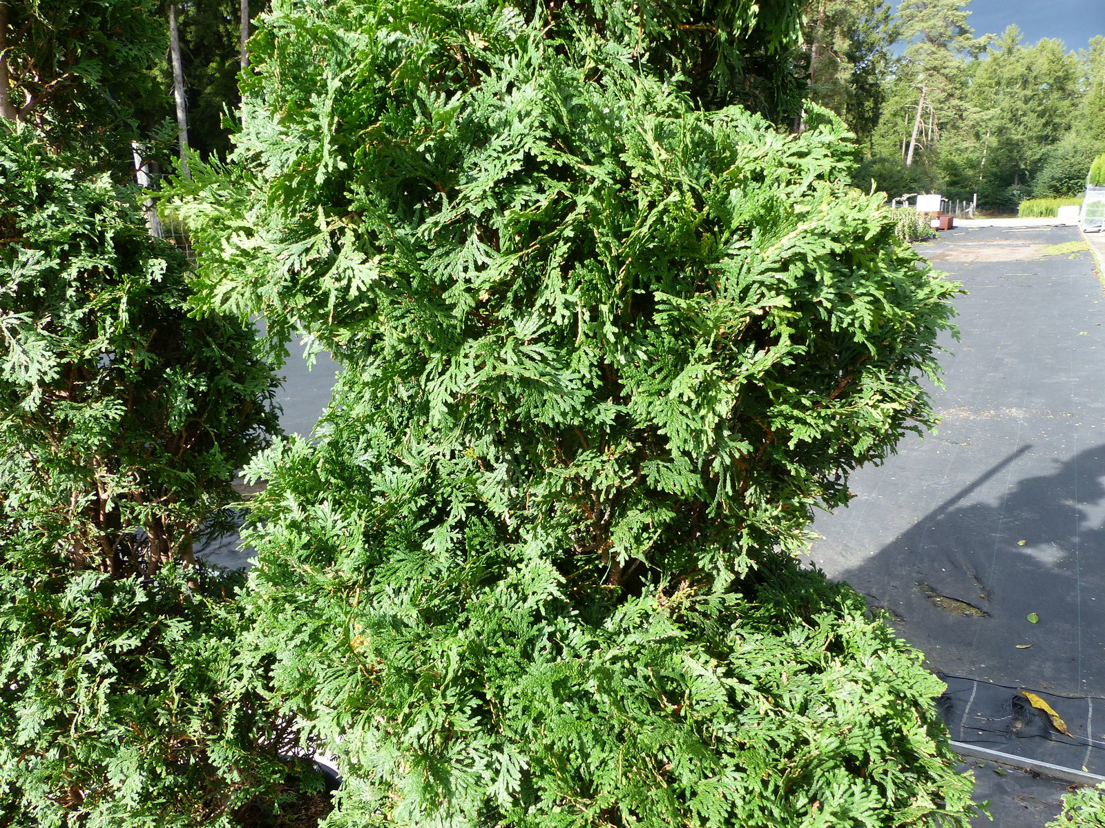 Thuja occ. "Columna" Spirale 180 cm Heckenpflanze Hecke Gartenbonsai Formgehölz