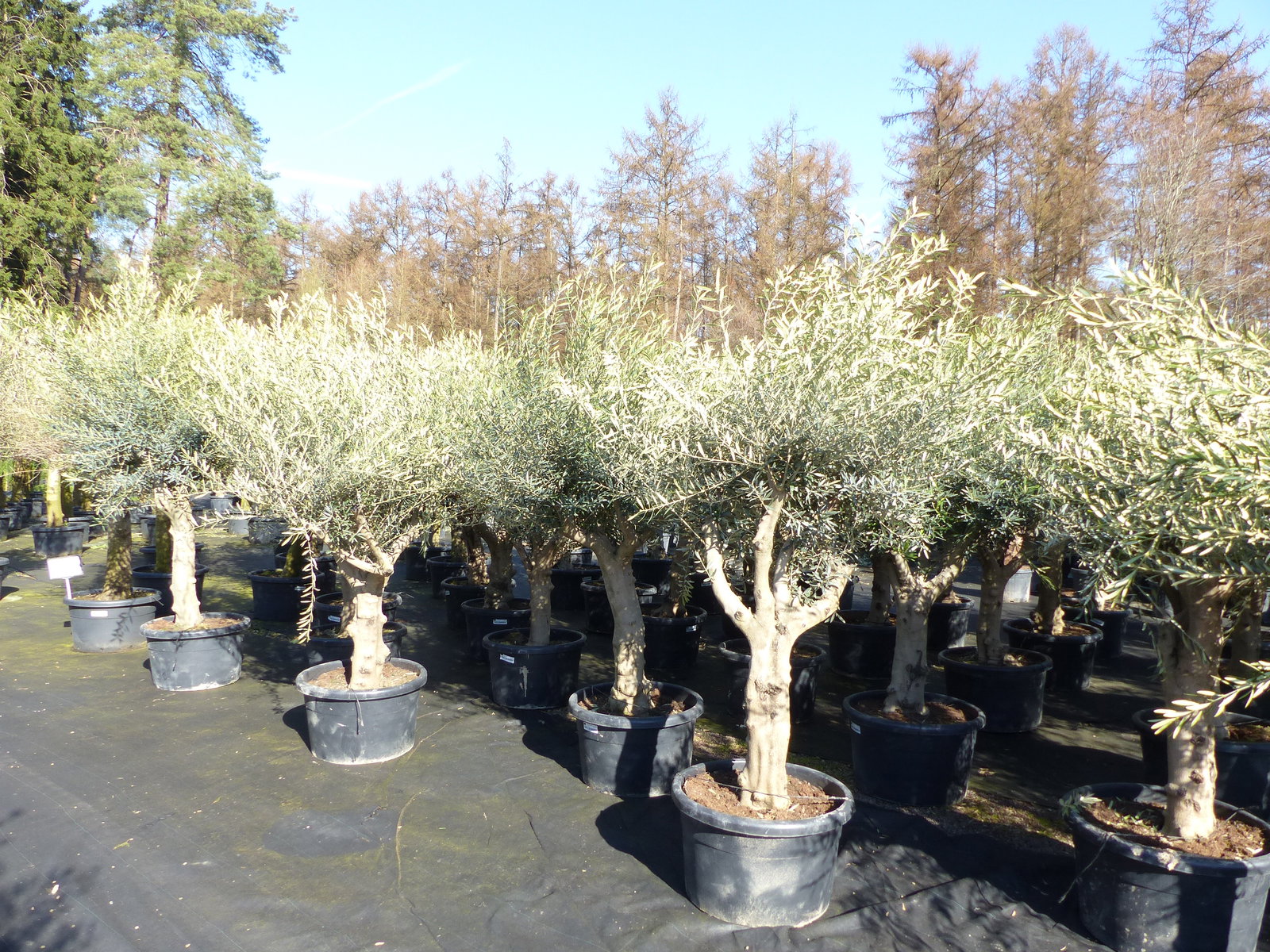 Olivenbaum verzweigt Hojiblanca 200 - 250 cm, kräftige Stämme, winterharte Olive, Olea europaea