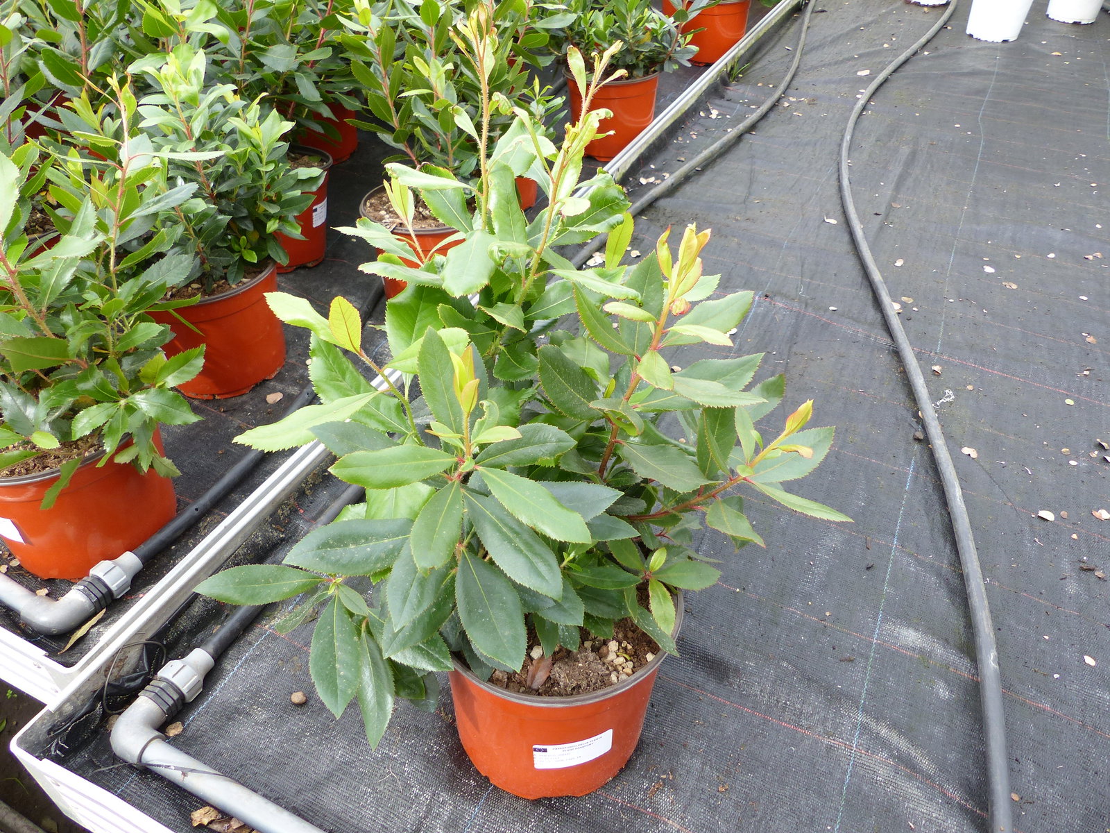 Erdbeerbaum | 50 cm | Arbutus unedo | veredelt | Premiumqualität | winterhart | fruchtreif