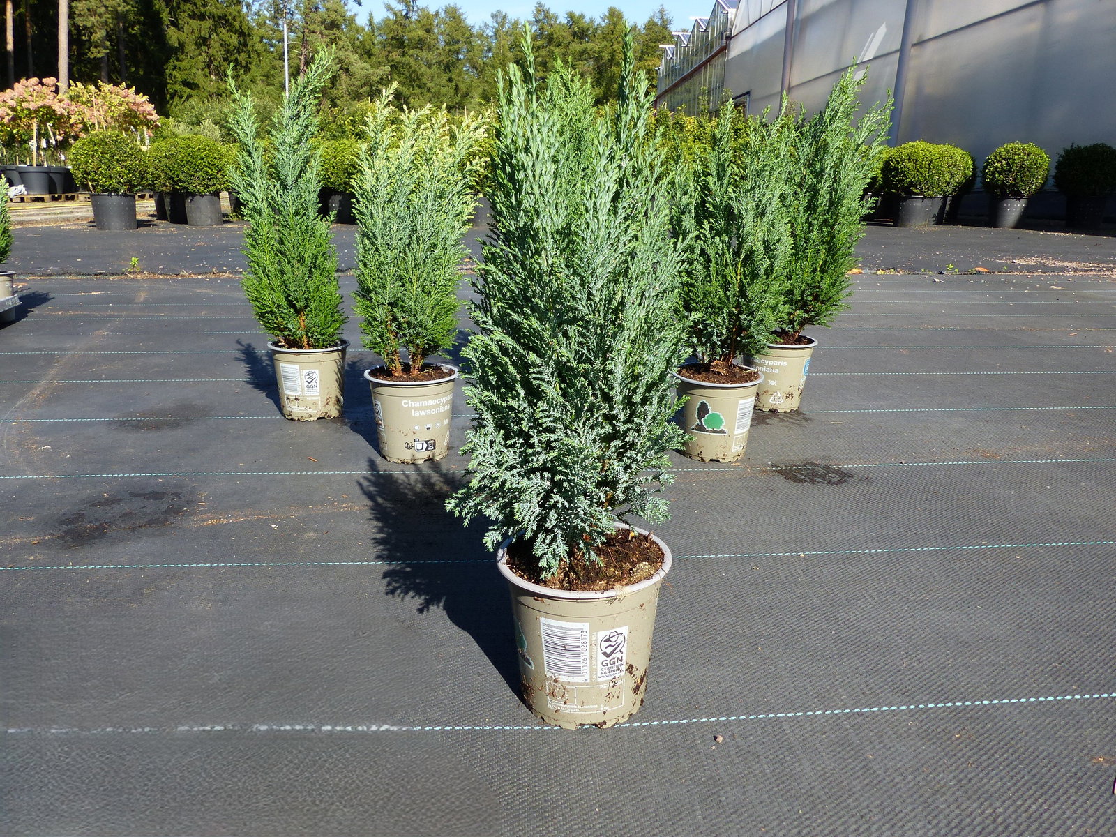 25 Stück Zypresse Scheinzypresse Ellwoodii winterharte Konifere 40 - 55 cm Hecke