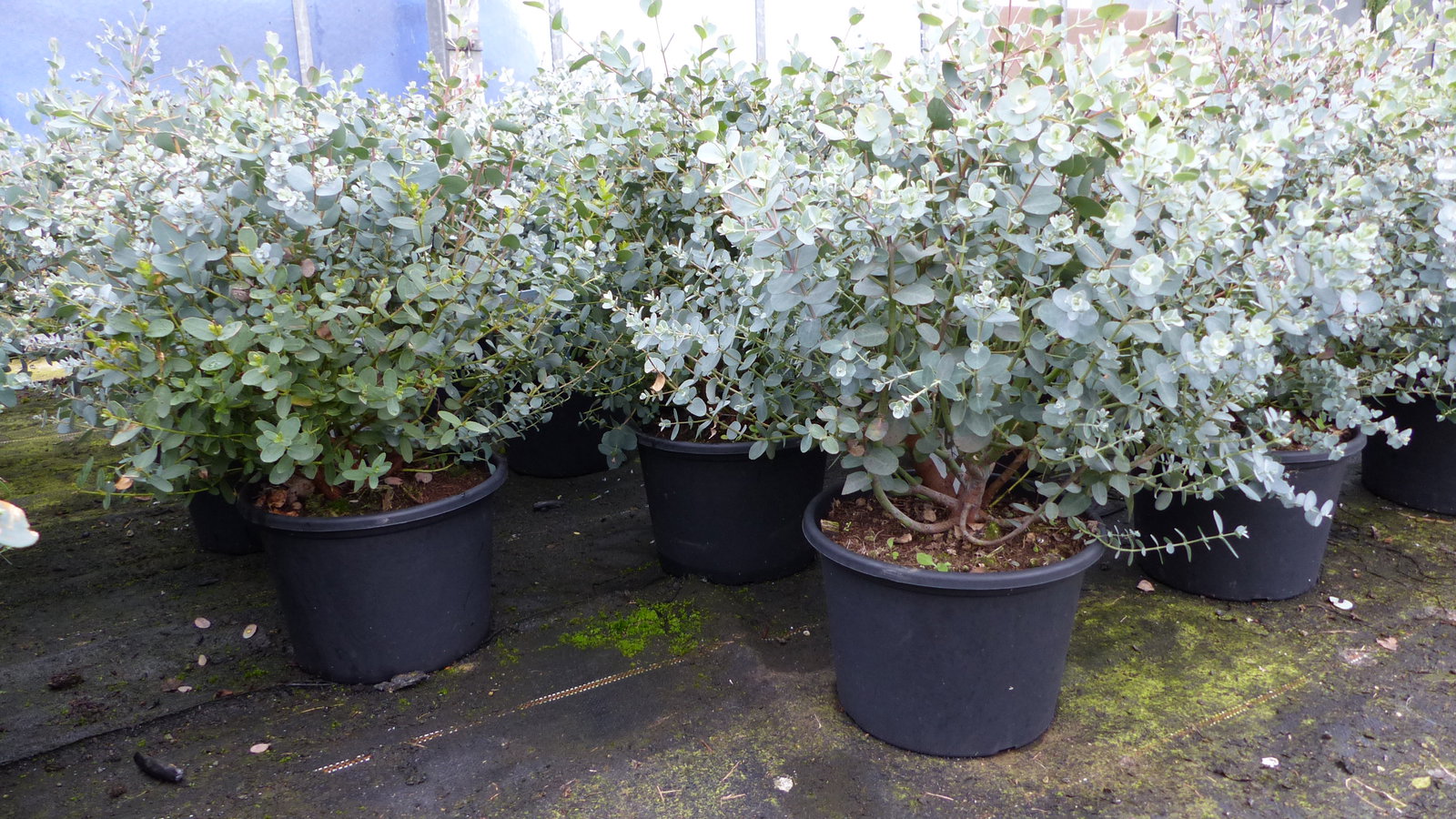 4 Stück Eucalyptus Gunni Gunnii Busch Kugel Eukalyptusbaum, Ø 35 cm, T19  H 50 cm Pflanze winterhart