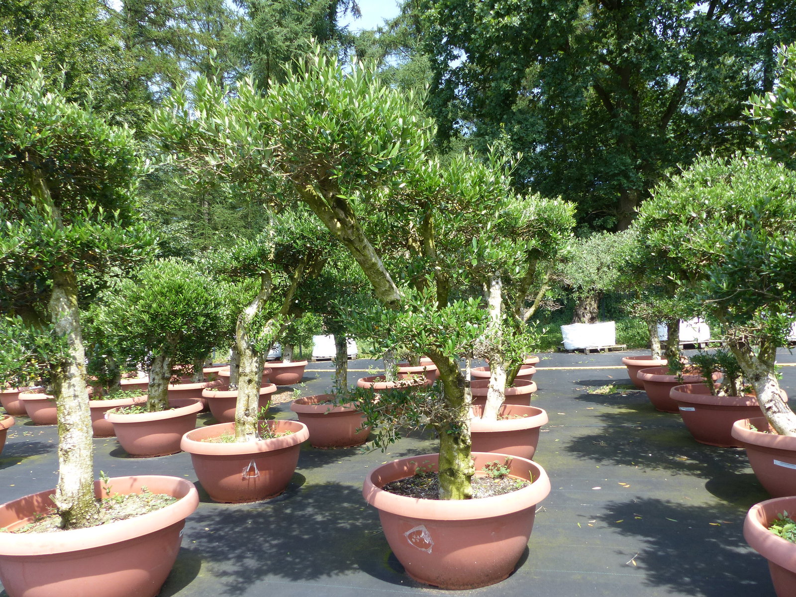 Angebot | Olive Olivenbaum Pon Pon | 160-190cm in 90L-Schale | 5 - 7 Pon Pon | Bonsai Formgehölz, winterhart
