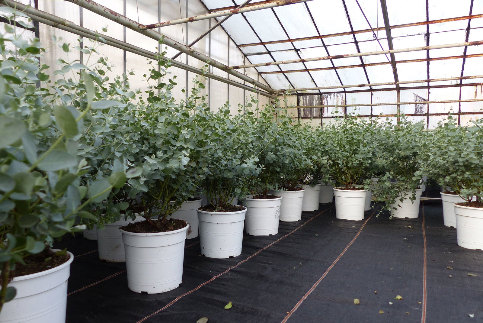 Eucalyptus Gunni Gunnii Busch Kugel Eukalyptusbaum, Höhe 35 - 40cm Pflanze winterhart