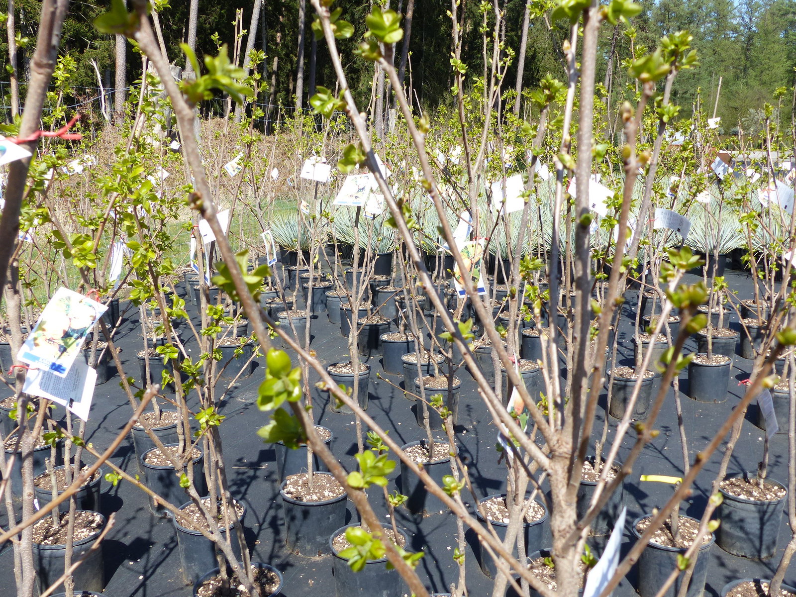 Kaki Sharonfrucht 150 - 180 cm Götterfrucht Diospyros Kaki Pflanze, winterhart