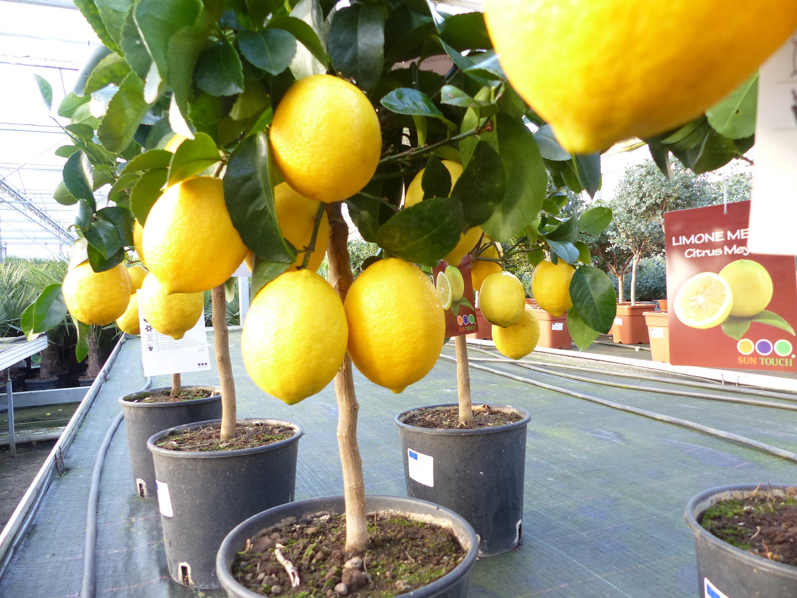 beste Sorte: Bonsai Meyer Meyerii Zitrone echter Zitronenbaum 60 - 70 cm Citrus Limon Zitruspflanze