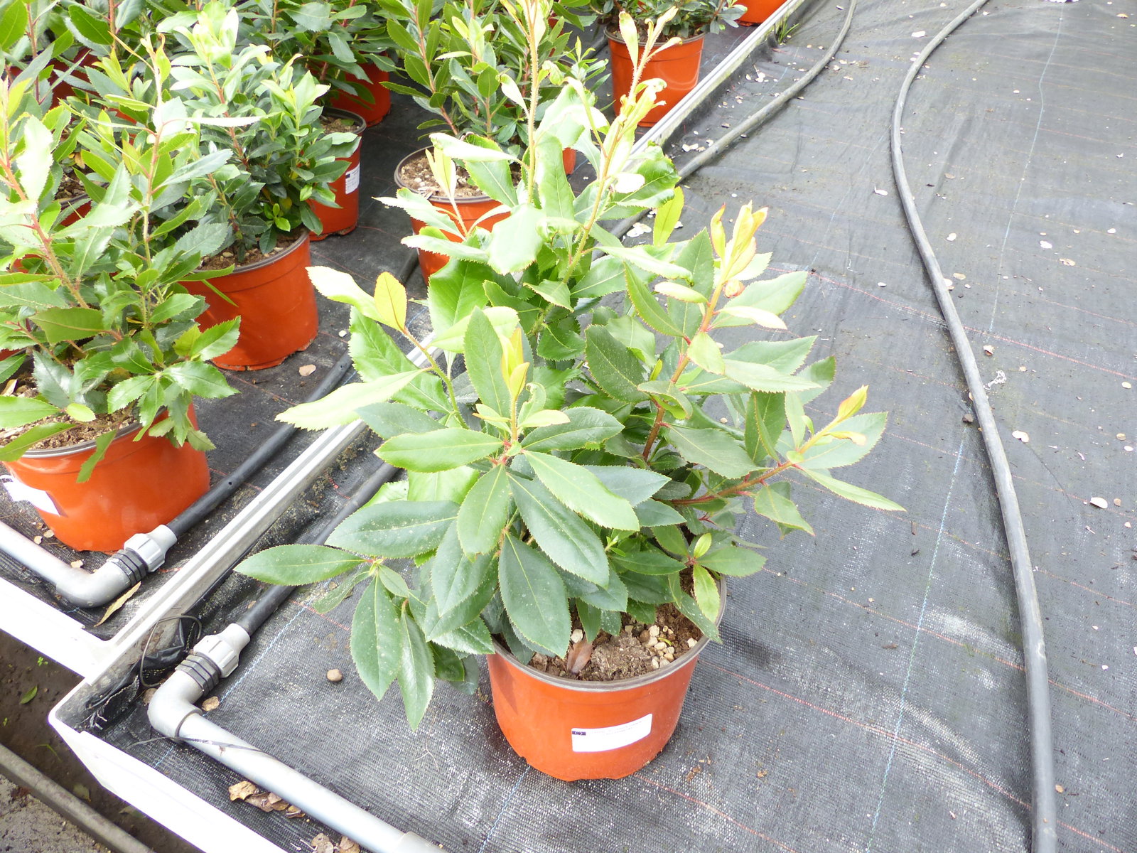 Erdbeerbaum | 50 cm | Arbutus unedo | veredelt | Premiumqualität | winterhart | fruchtreif