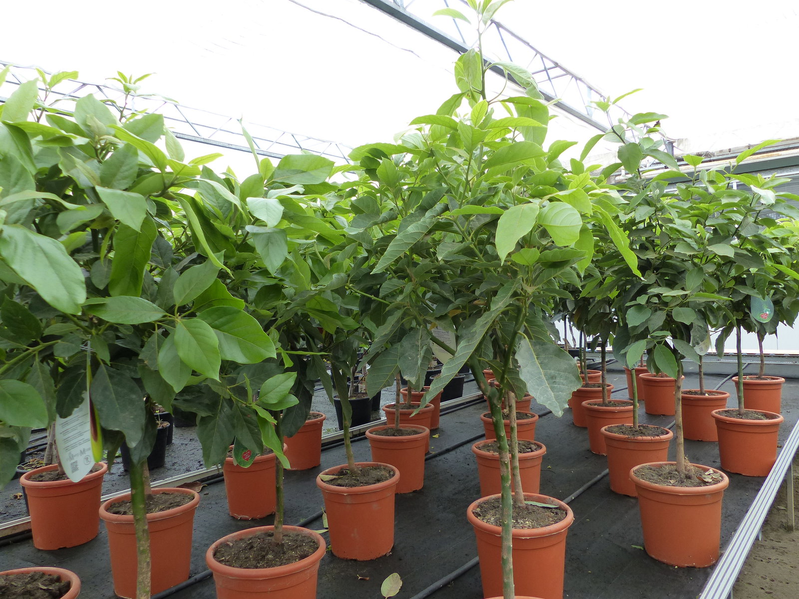 Avocadobaum Avocado Mexicola 100-140 cm veredelt, Persea americana Avocadopflanze, tropische Früchte Pflanze