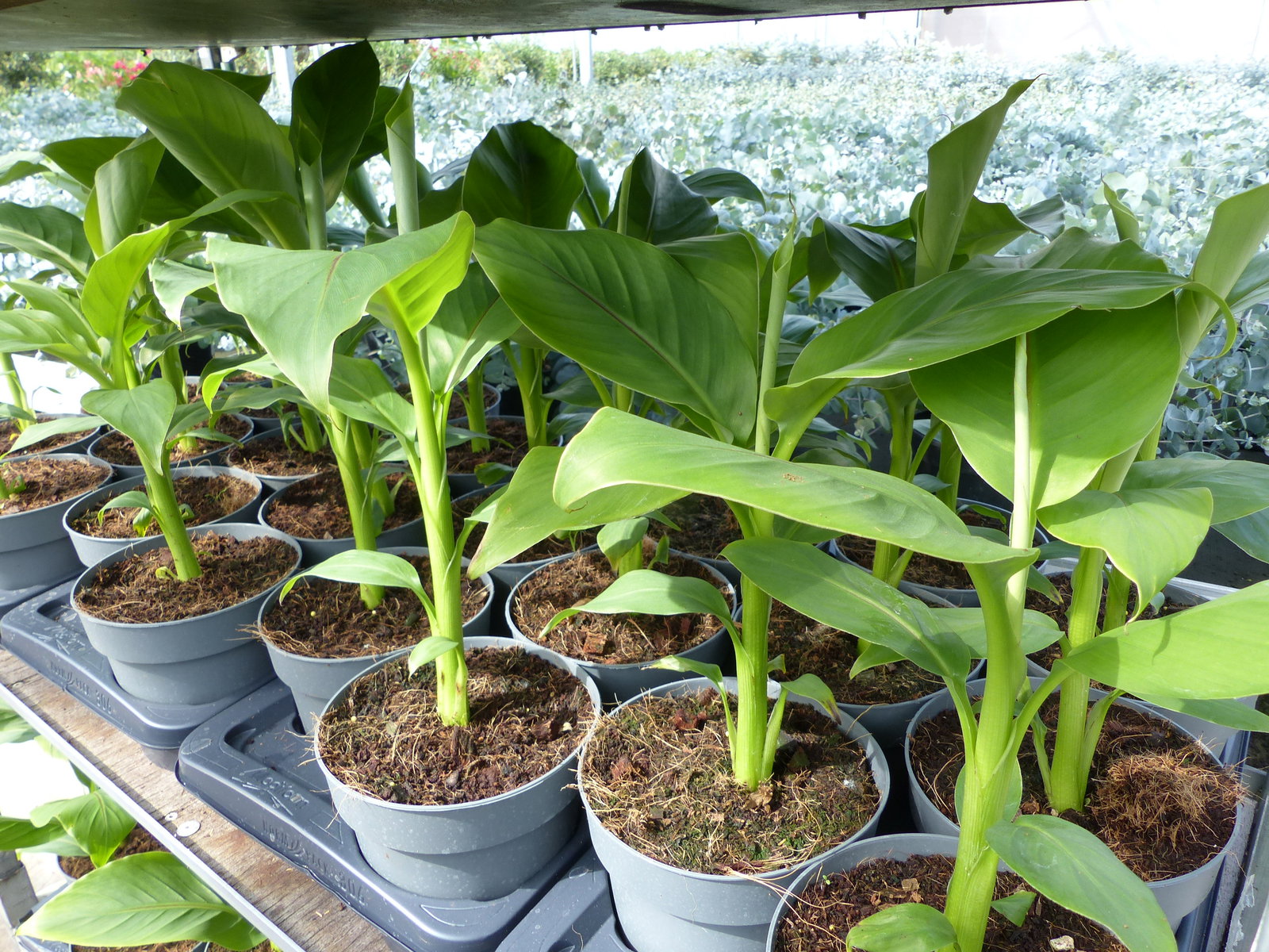 Bananenstaude Musa Basjoo 60 - 80 cm winterhart Staude japanische Faserbanane