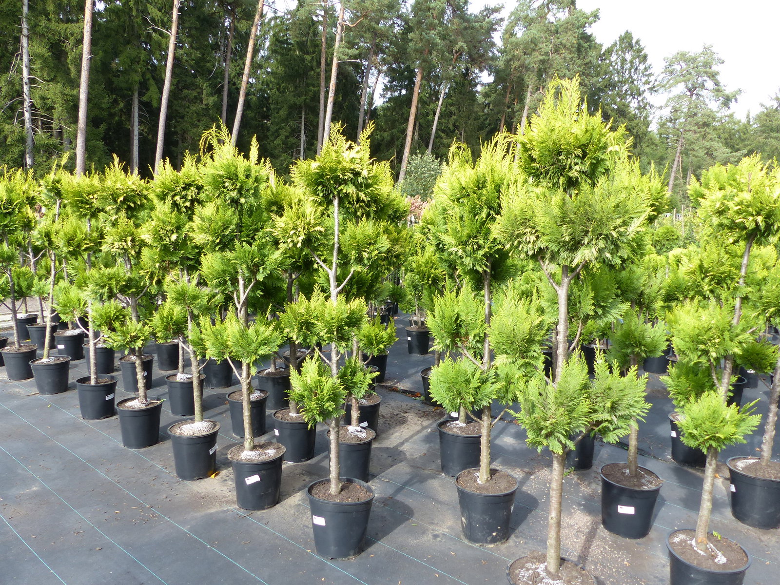 Pon Pon Zypresse Ivonne 150 - 180 cm Formgehölz Chamaecyparis lawsoniana
