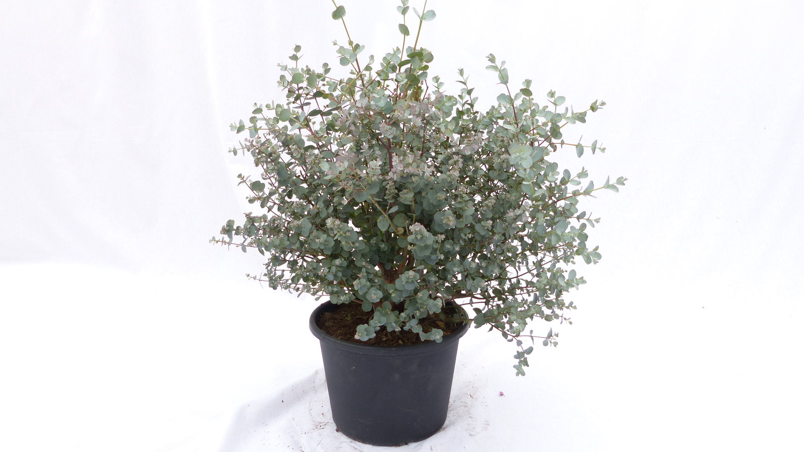4 Stück Eucalyptus Gunni Gunnii Busch Kugel Eukalyptusbaum, Ø 35 cm, T19  H 50 cm Pflanze winterhart
