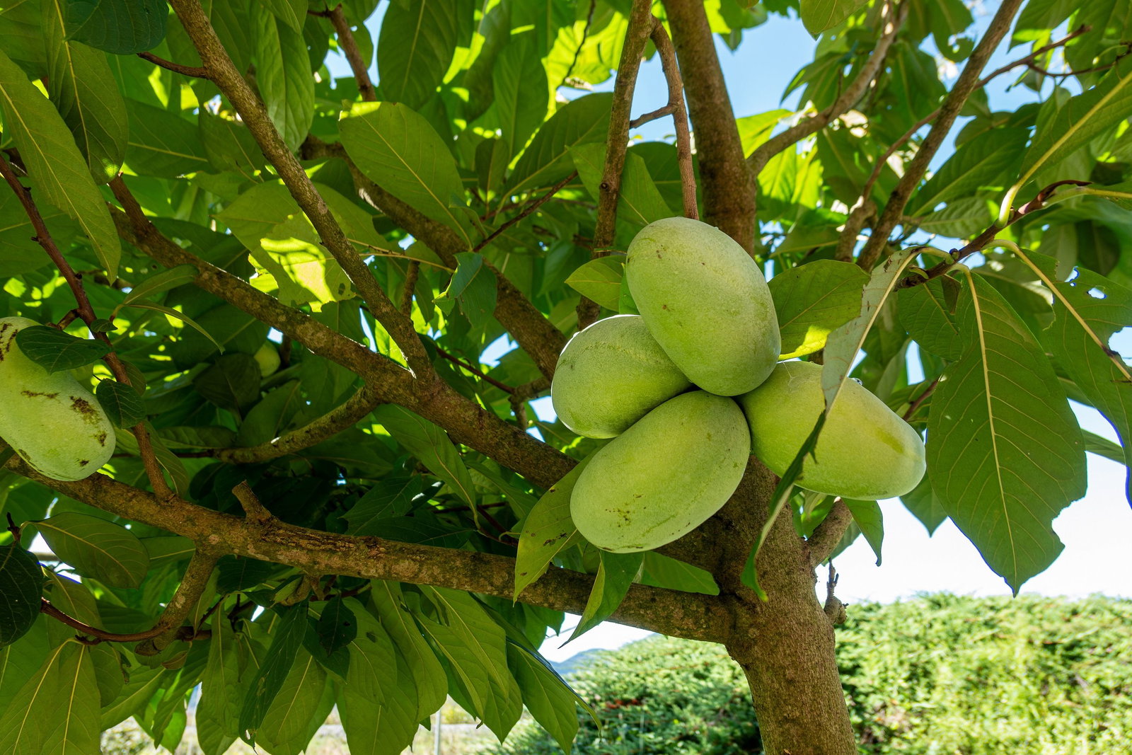 Asimina triloba Dreilappige Papau 180 cm Sunflower Papau Pawpaw, winterhart