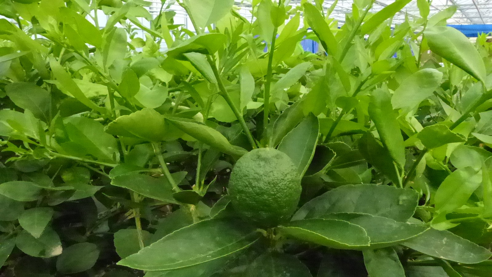 Grünwaren: Limette Limettenbaum "Aurantifolia" Citrus Lime 120 - 150 cm Zitruspflanze