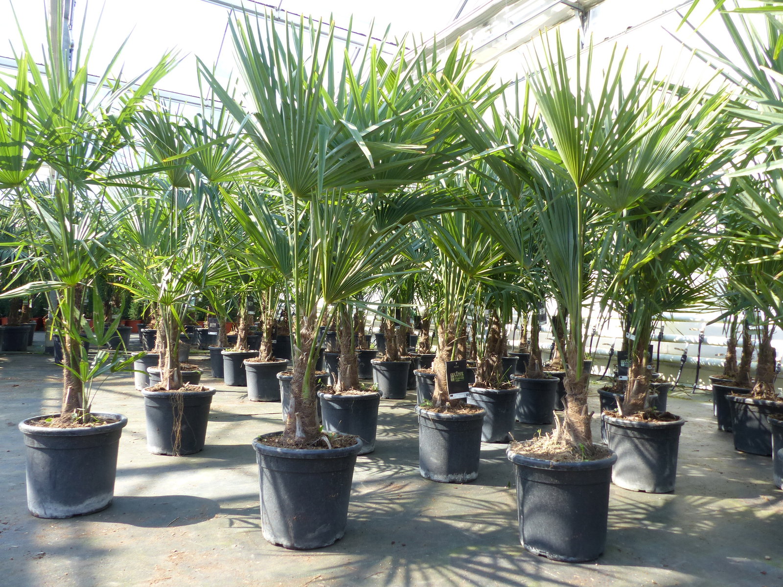 Trachycarpus fortunei 140 cm Palme Hanfpalme, winterhart bis -18°C
