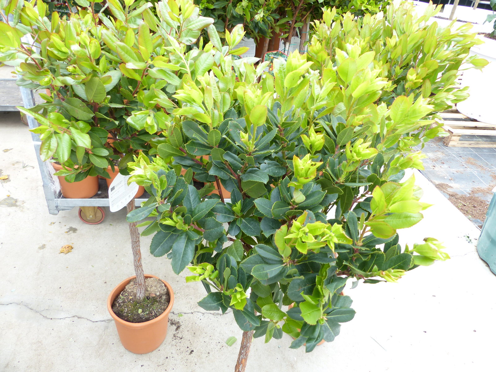 Erdbeerbaum | 120 cm | Arbutus unedo | veredelt | Premiumqualität | winterhart | fruchtreif