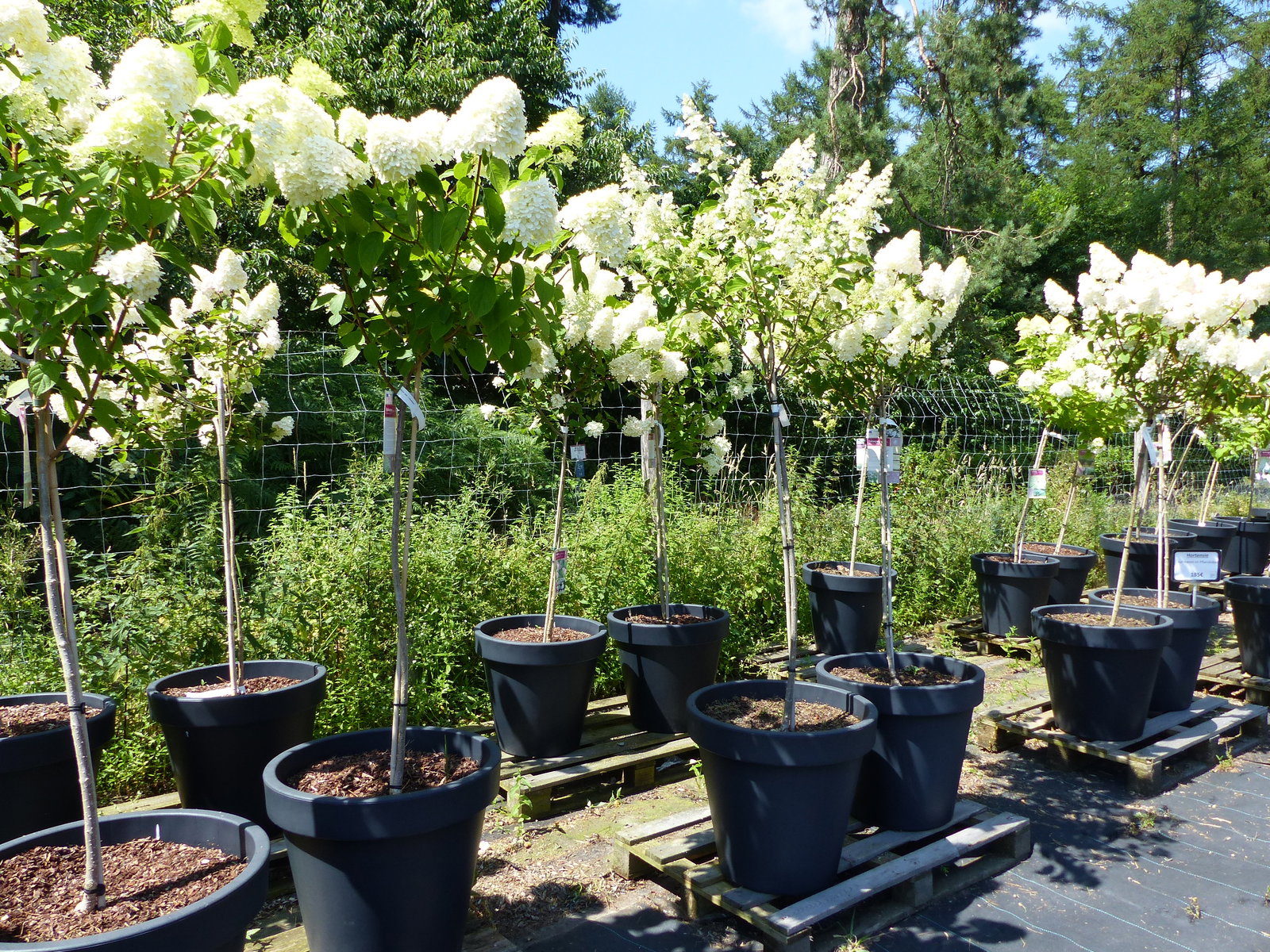 Hortensie Rispenhortensie Stamm im E&K Pflanzkübel 200 - 230 cm div. Sorten Hydrangea Paniculata winterhart