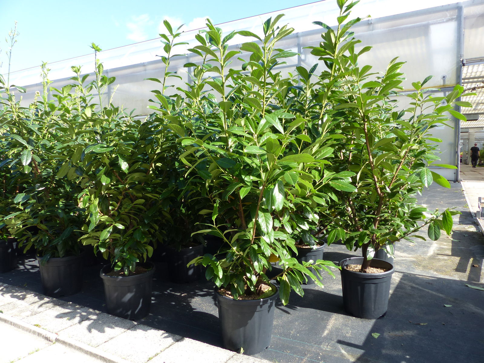 Kirschlorbeer Novita 130 - 160 cm kräftige, breite buschige Pflanze, Hecke